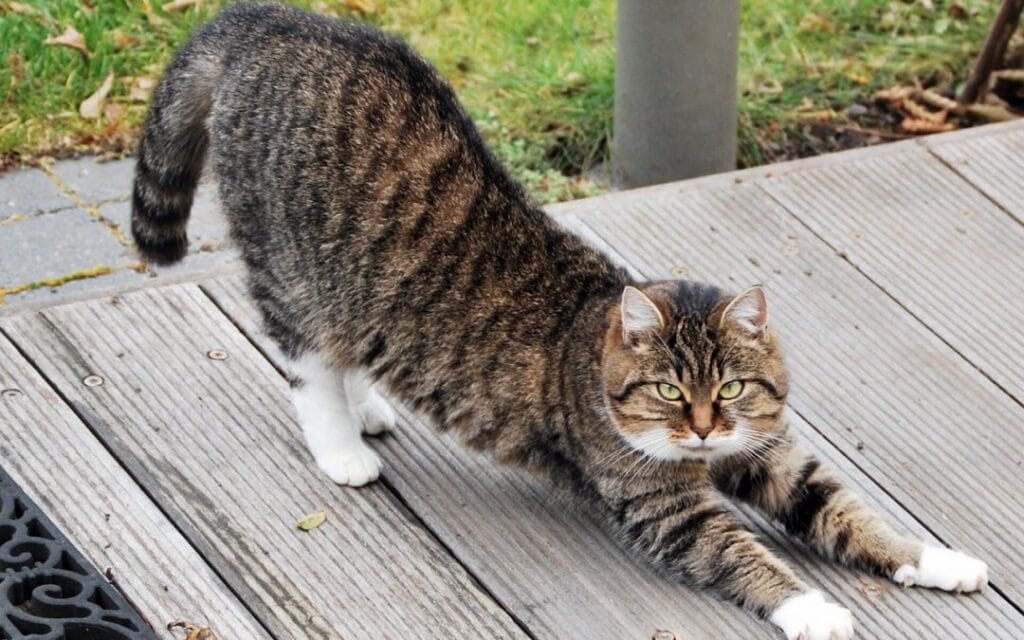 4 egyperces jógagyakorlat a stressz kezelésére