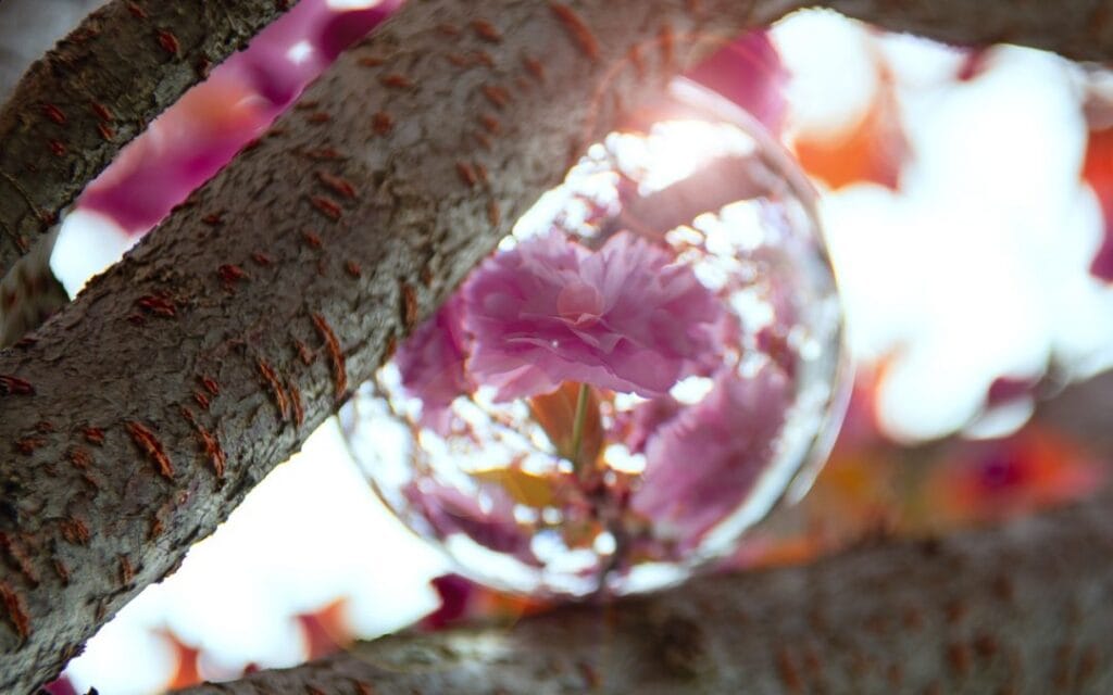 Szvadhjaja – az Önmegfigyelés tudománya